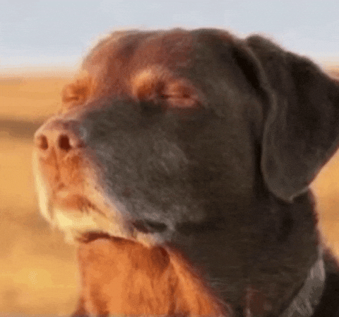 Cão relaxado de olhos fechados ao fim da tarde